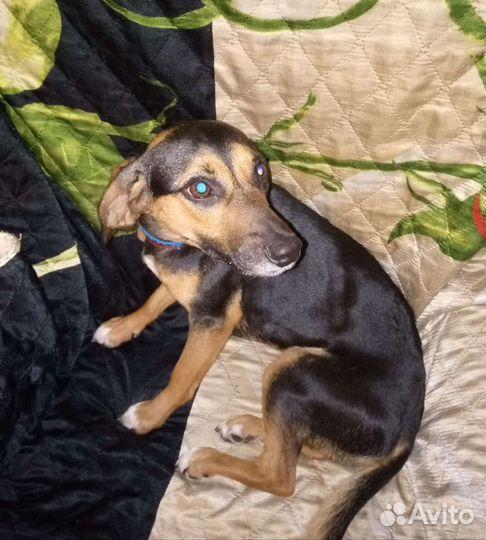 Щенок в добрые руки бесплатно