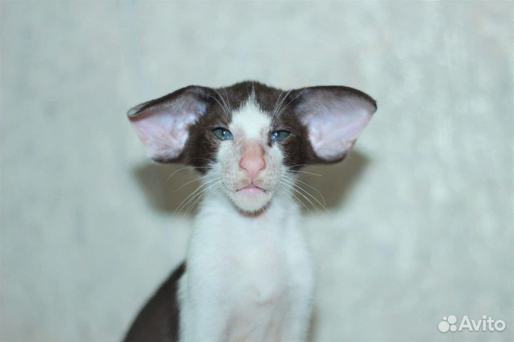 Ориентальная экстрим