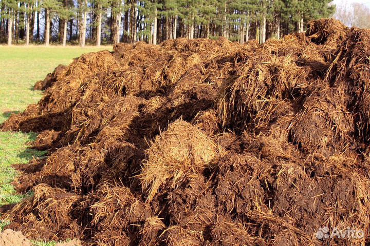 Навоз коровяк