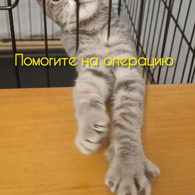Британский короткошёрстный котёнок