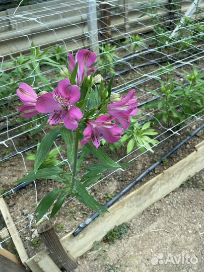 Альстромерия корни