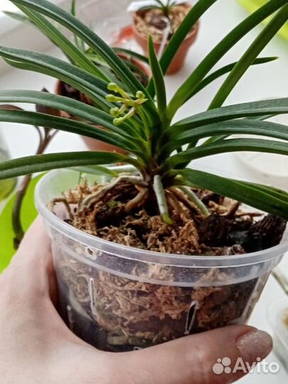 Неофинетия