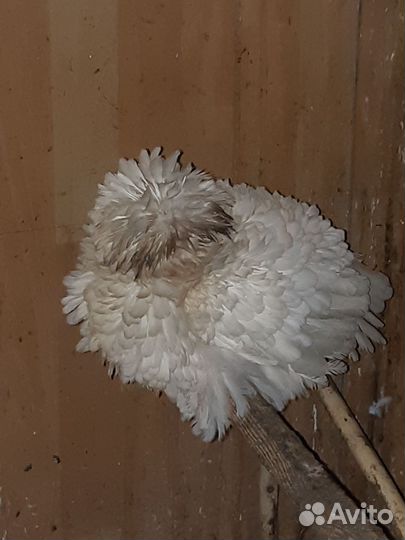 Куры декоративные