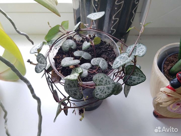 Комнатные цветы