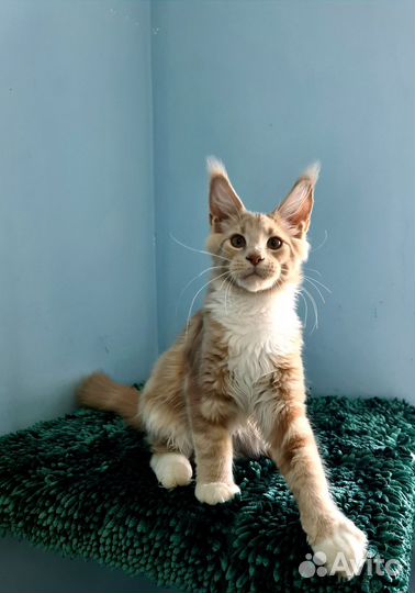 Кистявый красавчик