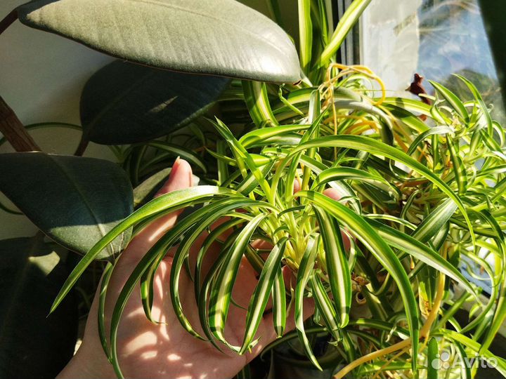 Каланхоэ, алоэ вера, цветы