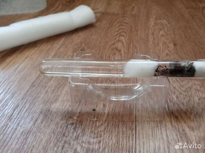 Муравьи messor structor, муравьи - жнецы