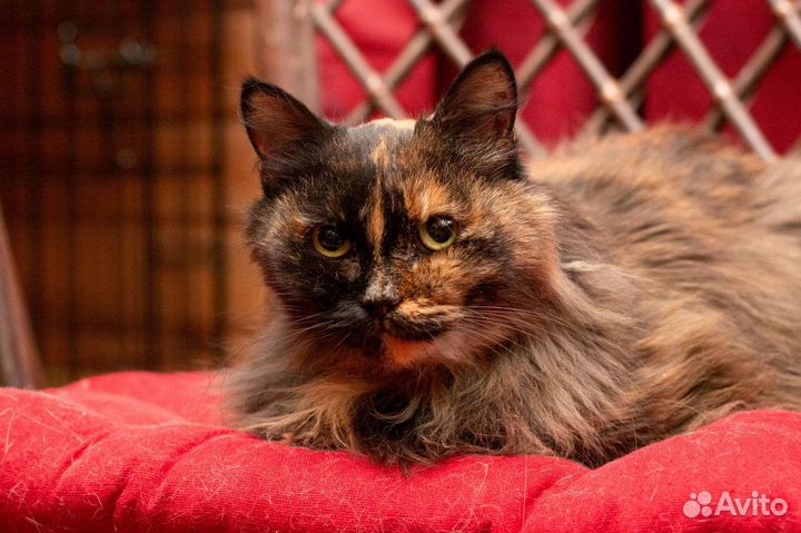 Кошечка в добрые руки