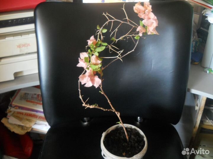 Комнатные цветы