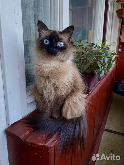 Кошка ищет кота для вязки