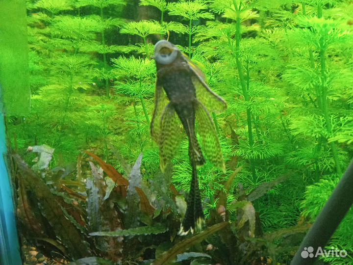 Аквариумные рыбки