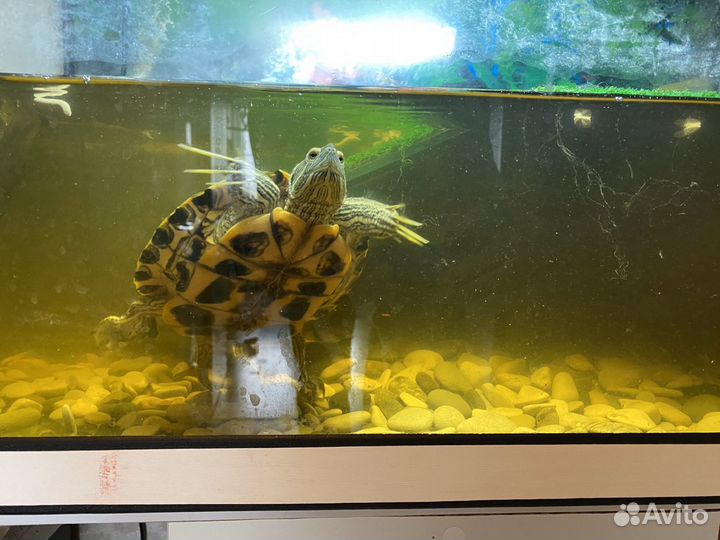 Красноухая черепаха с аквариумом