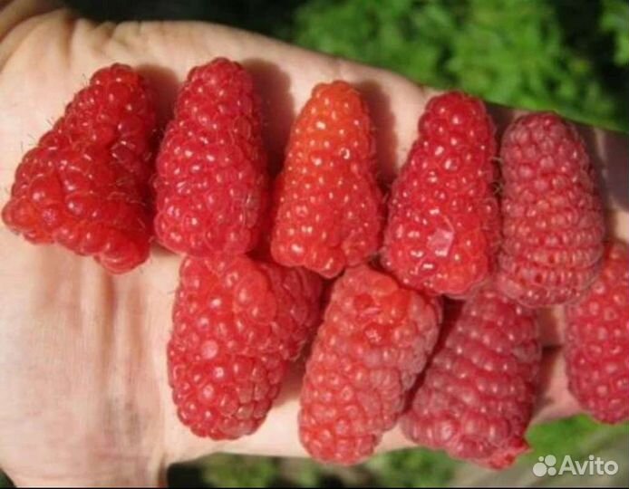 Саженцы ремонтантной малины