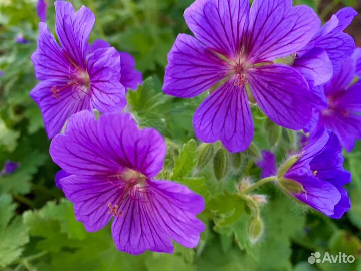 Герани садовые