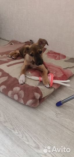 Щенок в добрые руки