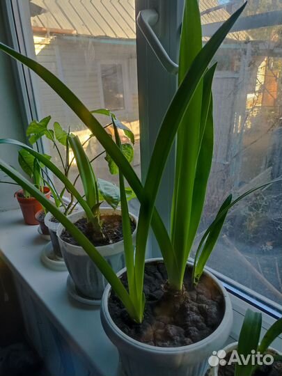 Гиппиаструм