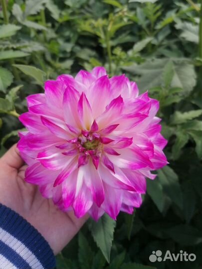 Георгины, Лилейник