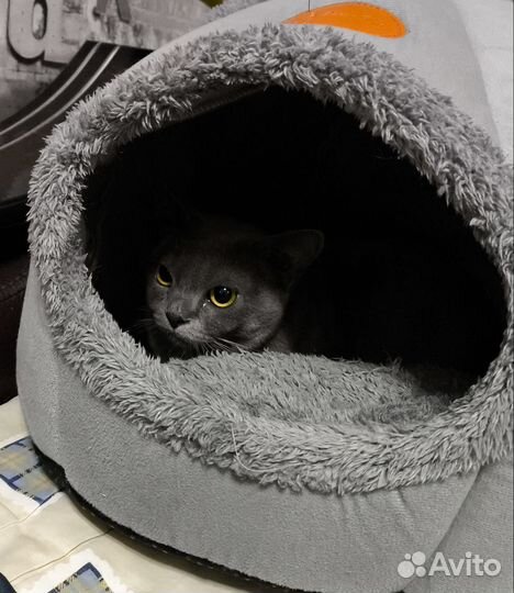 Бурманская кошка