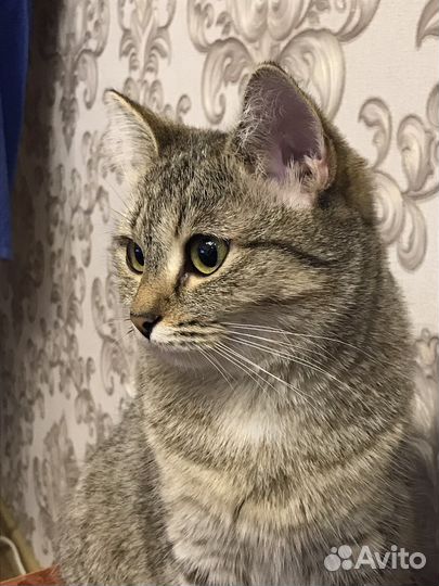 Домашние животные