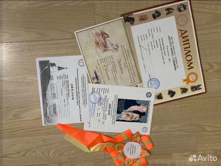 Вязка йоркширский терьер, йорк