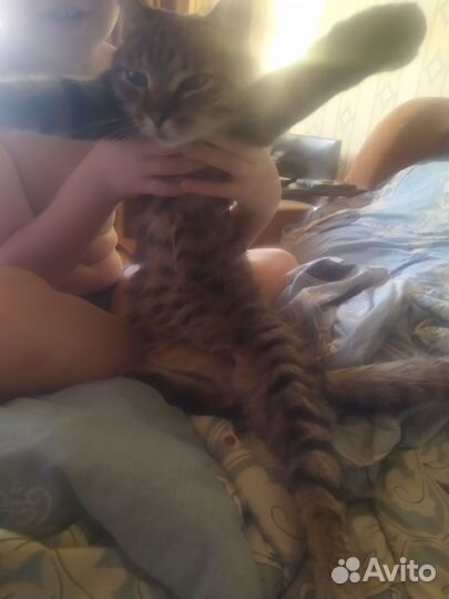 Кошка в дар бесплатно