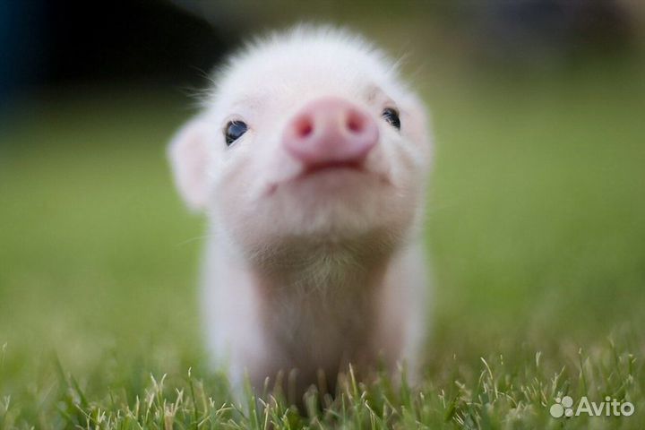 Работа вахтой на ферме.Бесплатное питание