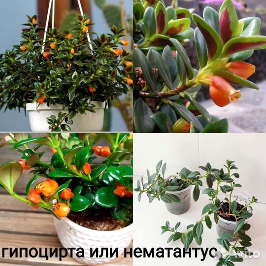 Растения комнатные микс