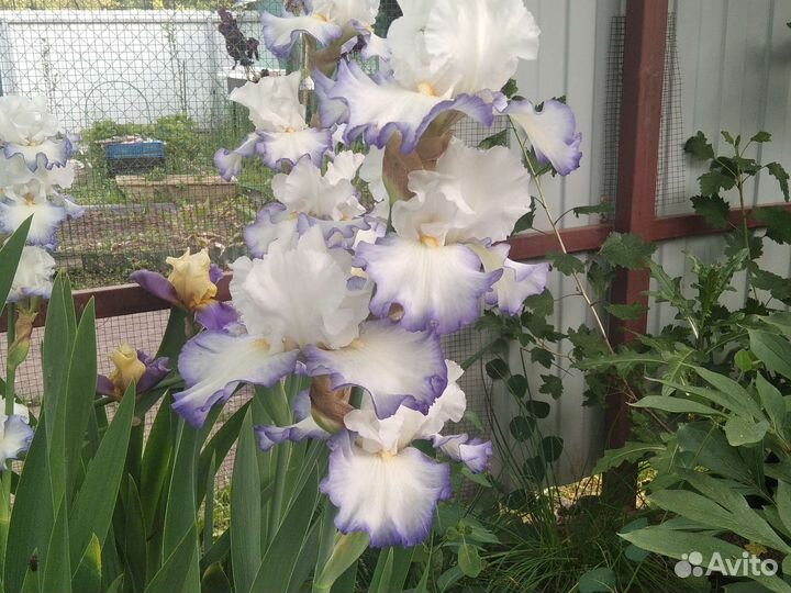 Сортовые германские ирисы