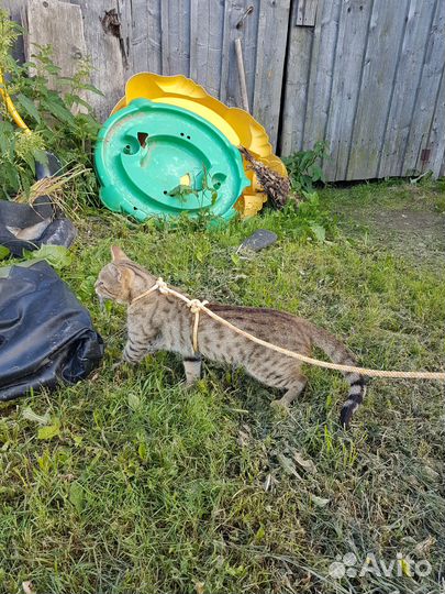 Кот бесплатно