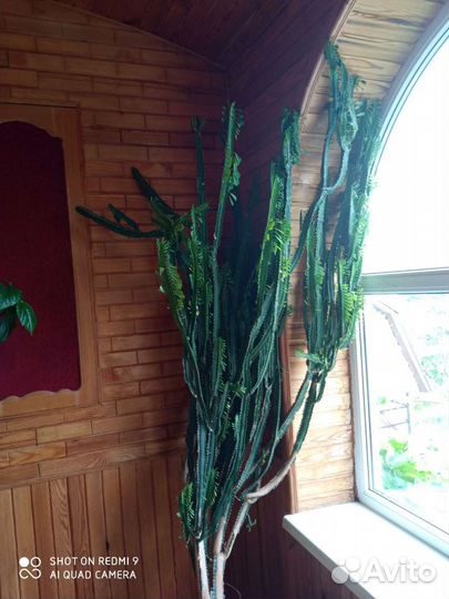 Молочай трехгранный