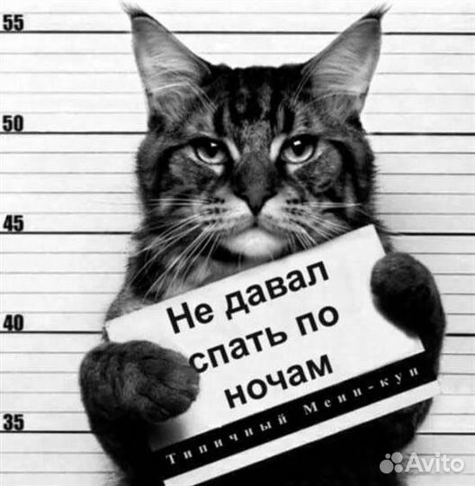 Кастрация котов с выездом на дом