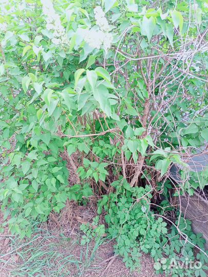 Сирень белая крупная