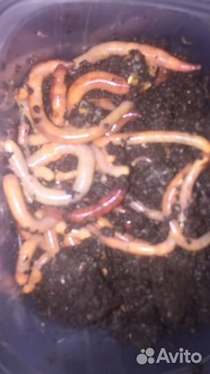 Черви для рыбалки