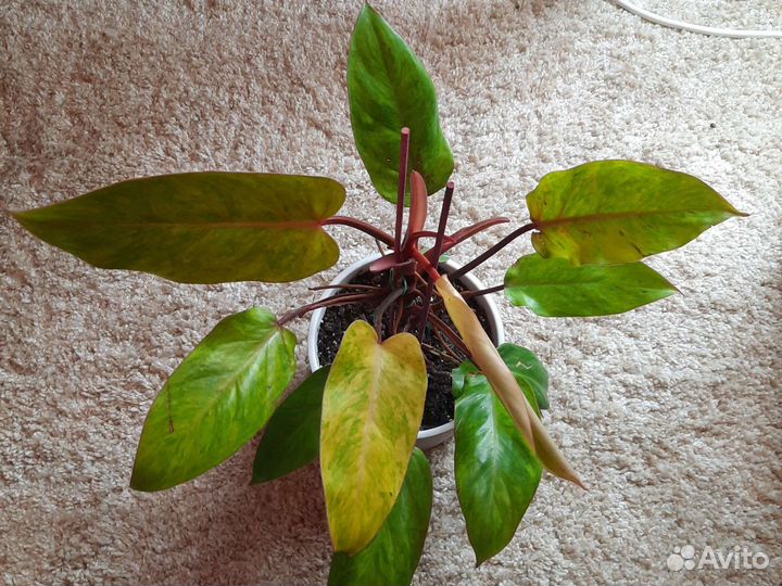 Филодендрон Расписная леди или Медуза