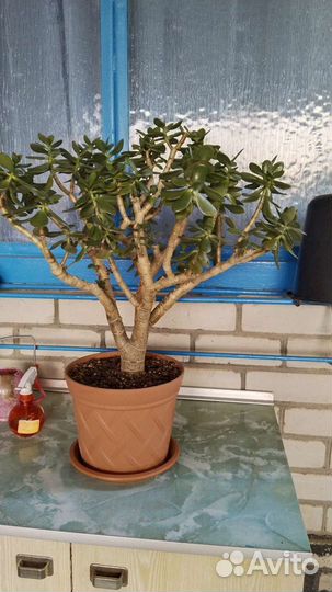 Денежное дерево (Толстянка)