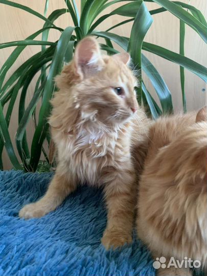 Котята рыжики