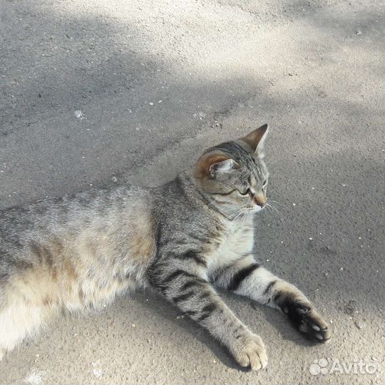 Европейская