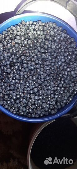 Черника свежая