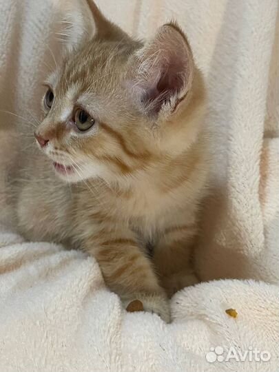 Шотландские котята