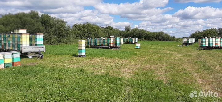 Мёд высокого качества