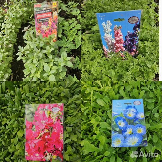 Однолетние цветы астры бархатцы и другие