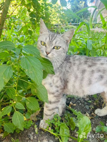 Кошечка в добрые руки