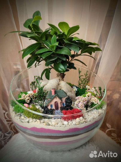 Бонсай флорариум, комнатные растения