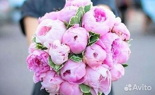Пионы Букет пионов