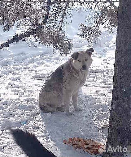 Собака в добрые руки отдам бесплатно