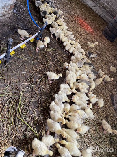 Гусь тушка мясо гуся