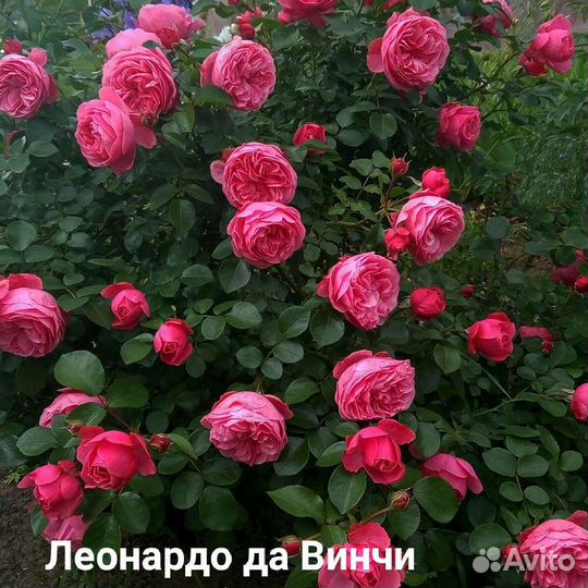 Розы саженцы