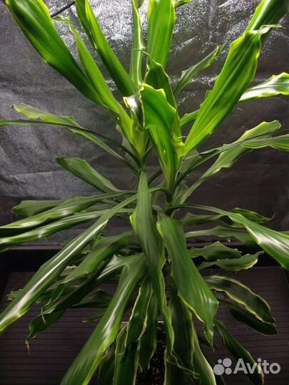 Драцена большой цветок