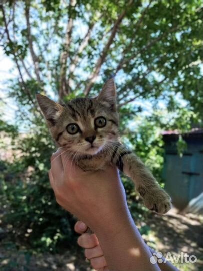 Кошка в дар бесплатно