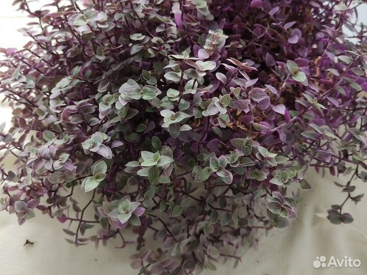 Веточки на срез коллизия